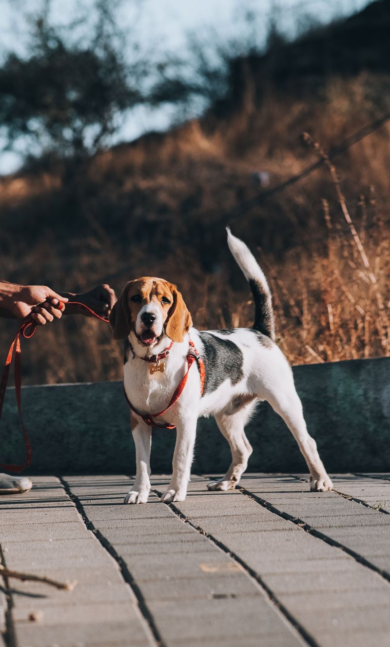 Carry A Reliable Leash And Backup