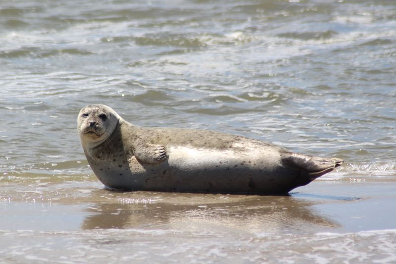 Do Not Try to Herd a Seal Back Into the Water