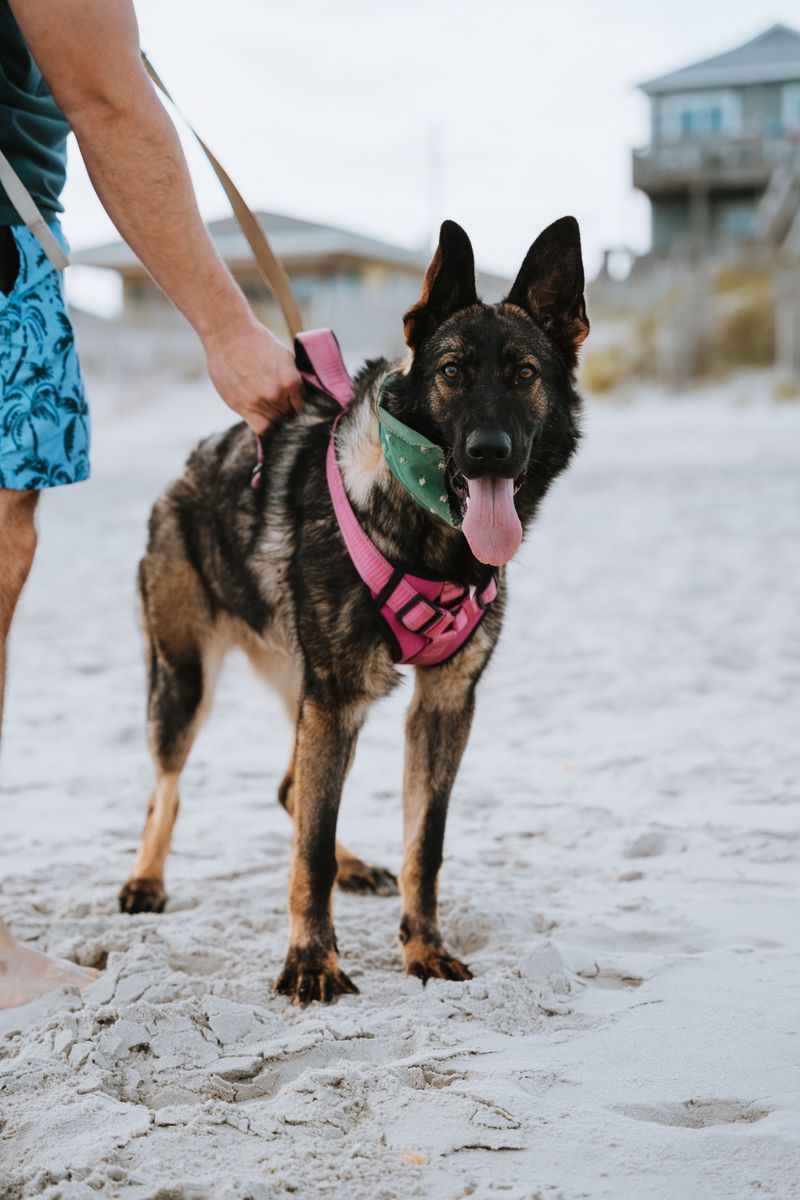 Keep the Leash Attached Throughout Your Visit
