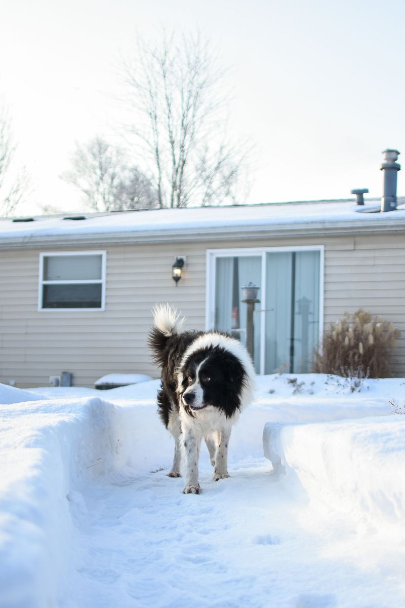 Snow Changes Everyday Potty Breaks