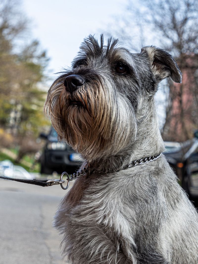 Standard Schnauzer: A Compact Farmyard Original
