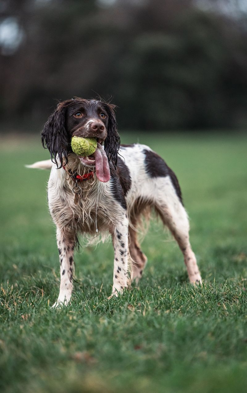 English Springer Spaniel: A Lively Nose For Outdoor Tasks
