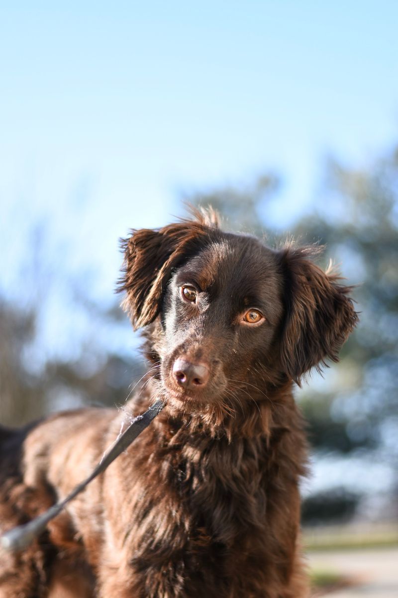 Boykin Spaniel: The Little Boat Dog