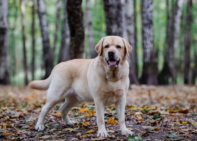 Labrador Retriever: The Do-It-All Favorite
