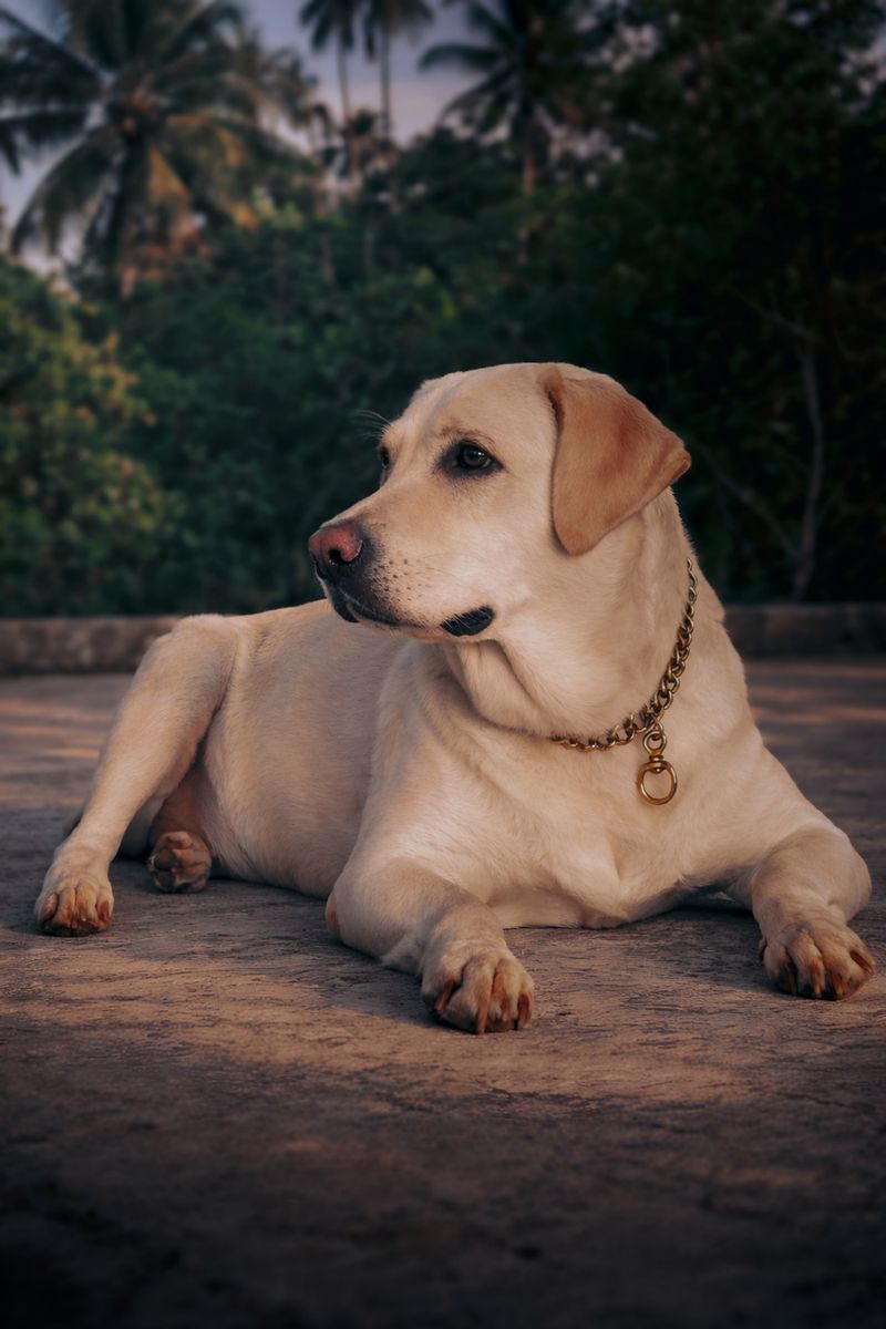Labrador Retriever: Florida's Unofficial Dog