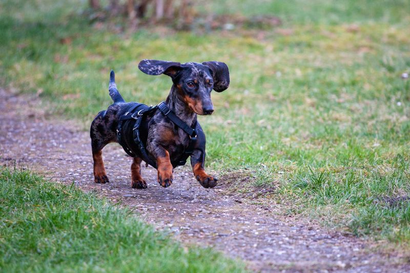 Dachshund (Miniature)