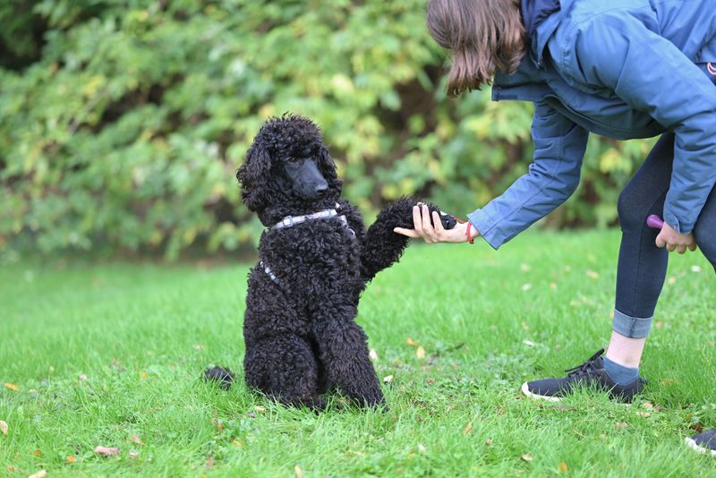 Training Classes and Behavior Help