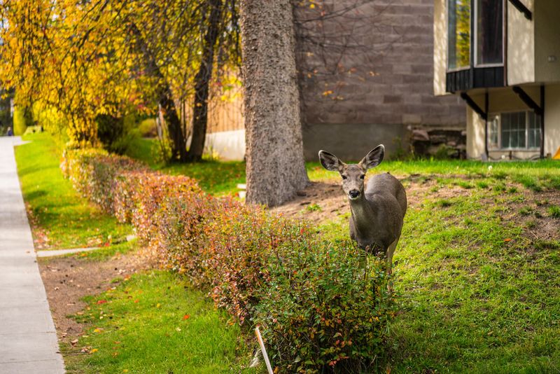 Wildlife Neighbors to Watch