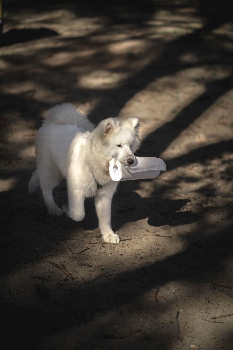 Potty Supplies and Cleaners