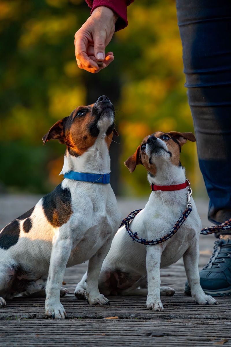 Training Classes and Behavior Support