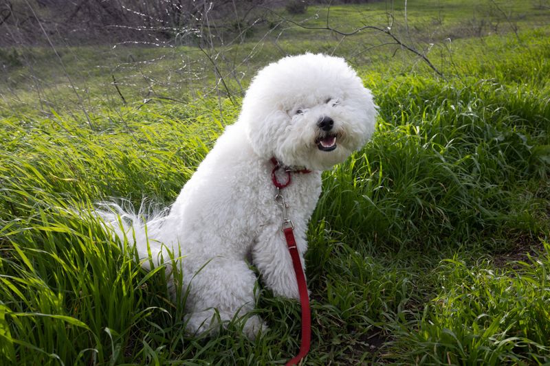 Bichon Frise: A Cotton Ball of Sunshine