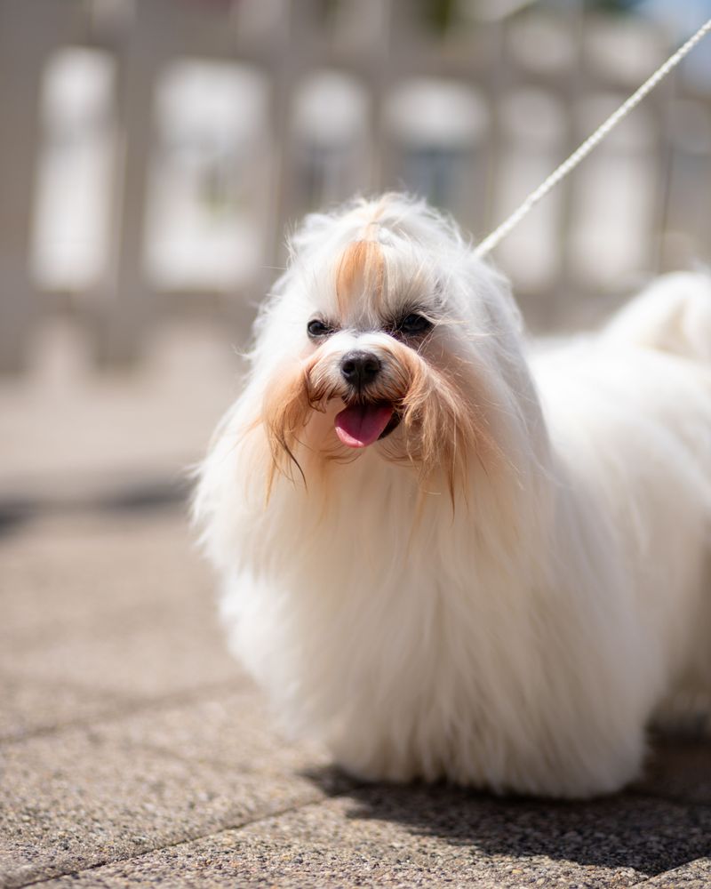 Maltese: Tiny Elegance