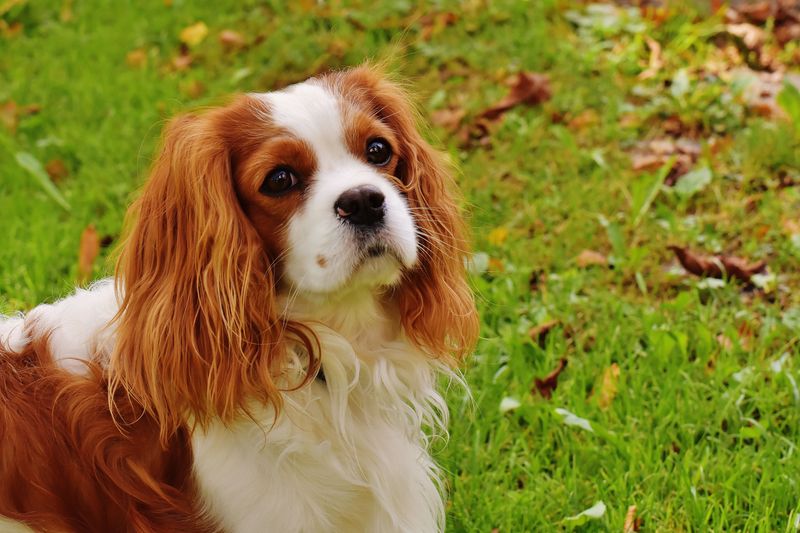 Cavalier King Charles Spaniel: A Spaniel in Name and Heart