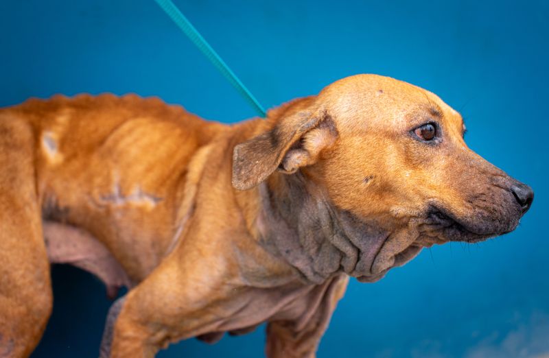 Budgeting for More Than the Adoption Fee
