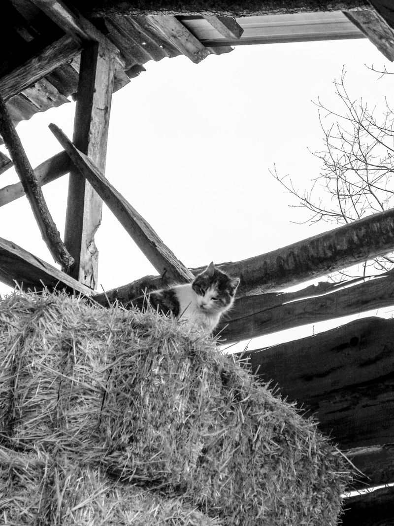 Haylofts and Unprotected Barn Stairs Pose Fall Risks