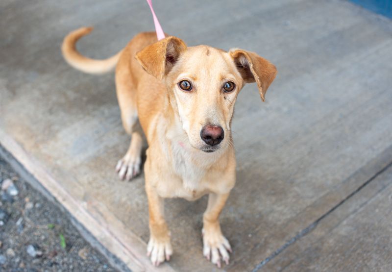 Spaying, Neutering, and Microchipping