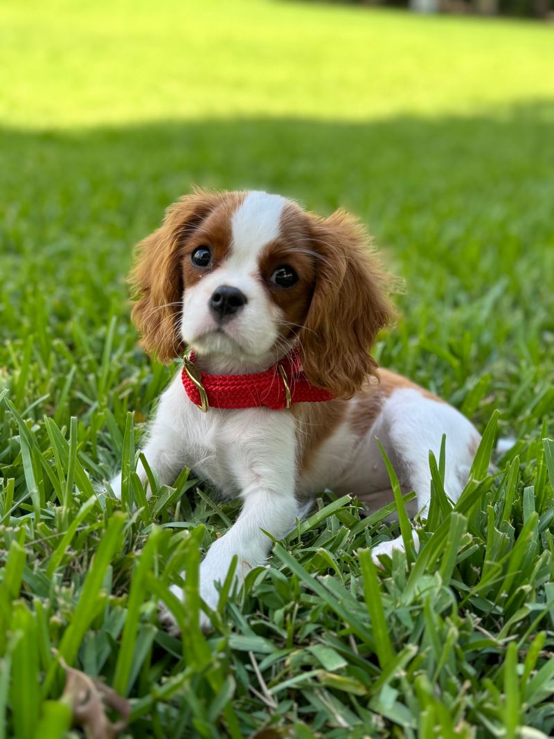 Rules for Out-of-State Puppies