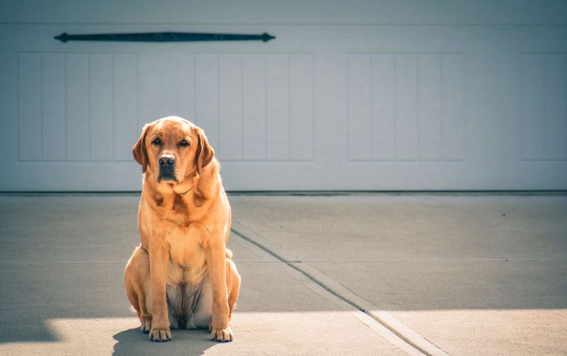 Teach Calm Behavior Near Busy Driveways