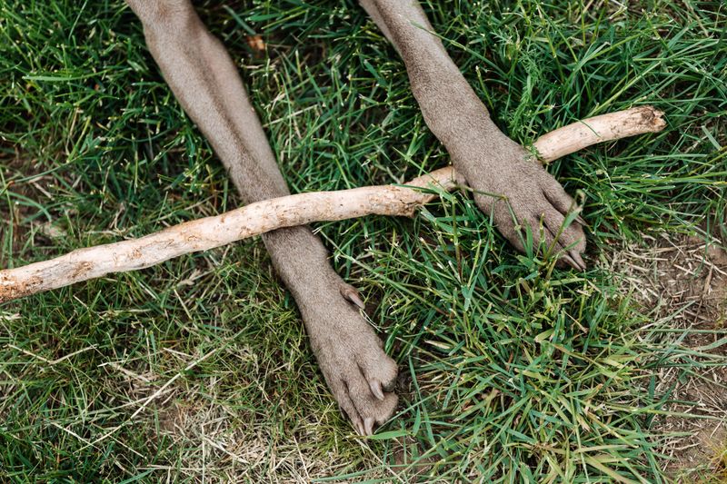 Heat-Stressed Grass and Bare Patches Hiding Debris