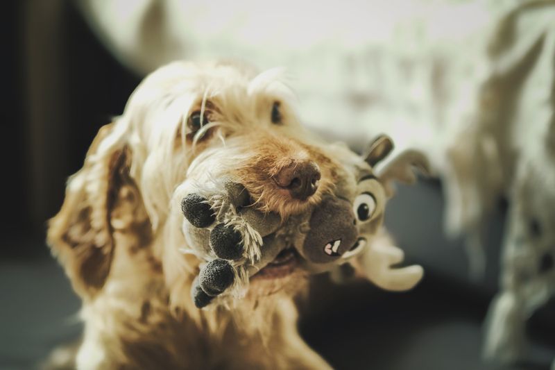 Hallway Fetch With Soft Toys