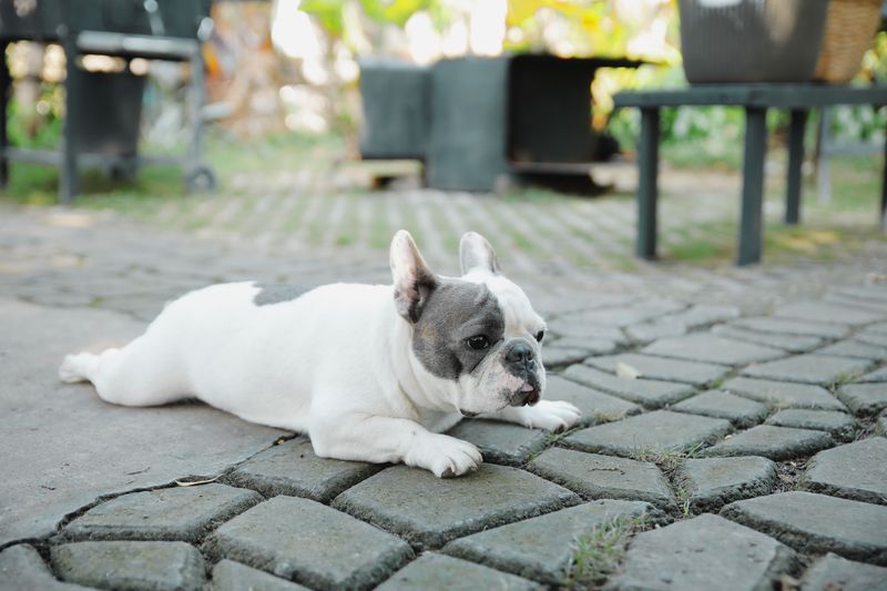 Quiet Yard Time