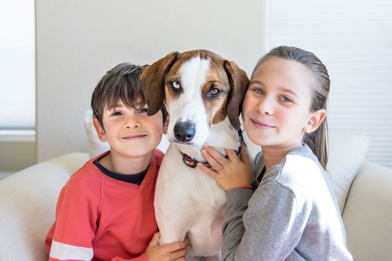 Choosing a Dog That Fits Your Family’s Daily Routine