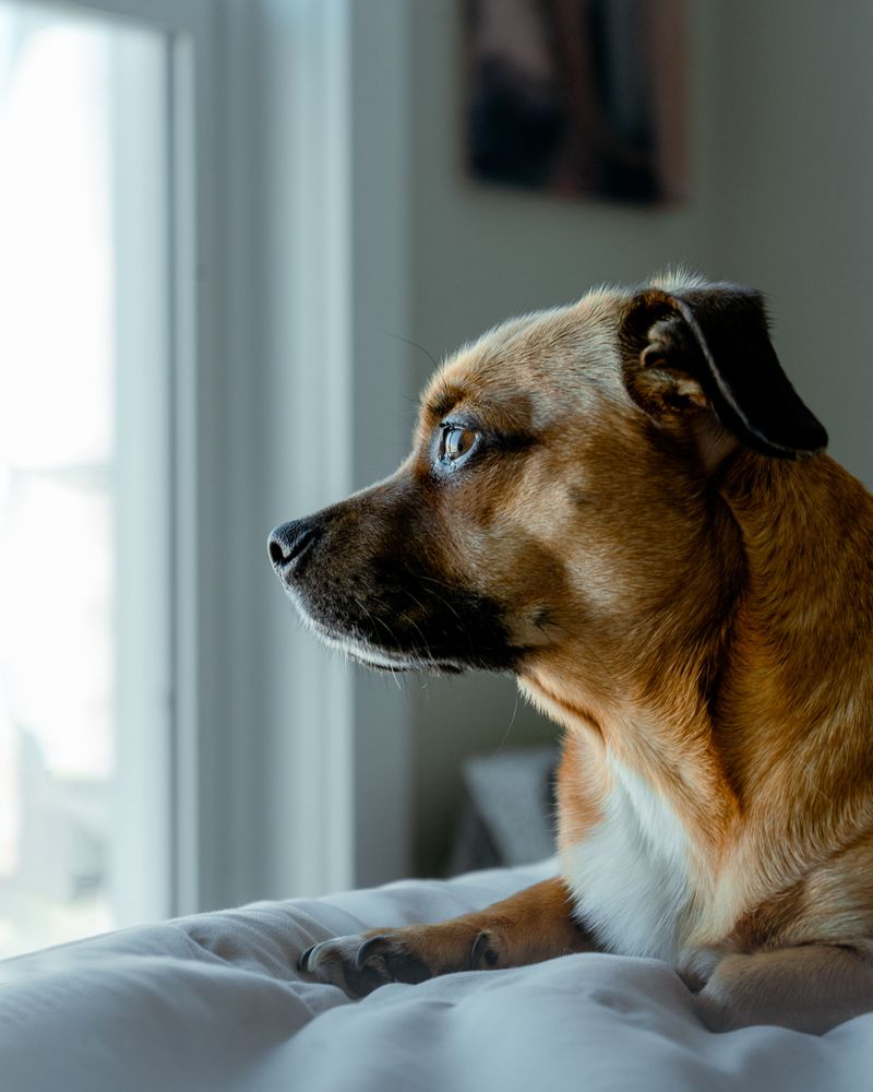 Can Indoor Dogs Get Heartworms?