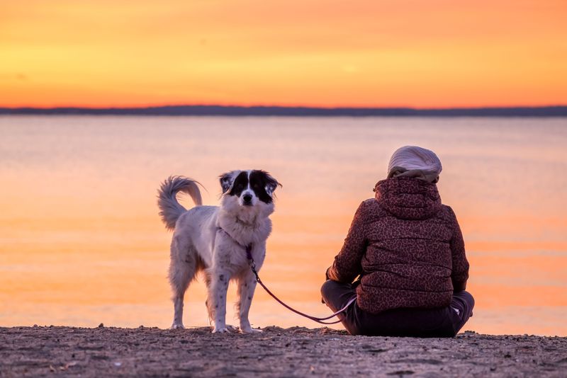 Are Nearby Parks and Beaches Dog-Friendly?