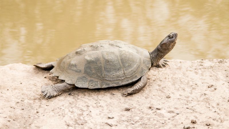 Why Reservoir Shorelines Attract Turtles