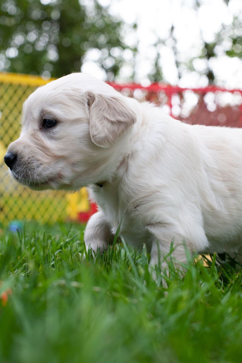 Some Puppies Avoid Wet Grass