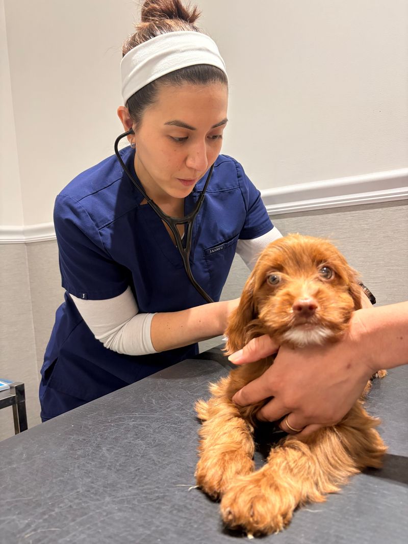 Veterinary Planning Should Happen Before the Forecast Turns Serious