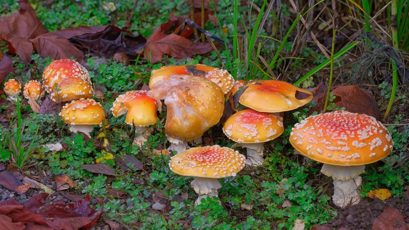 Watch for Poisonous Plants and Wild Mushrooms