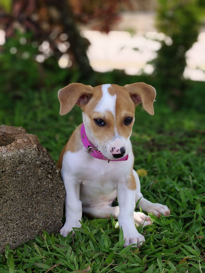 Keep The Potty Spot Consistent