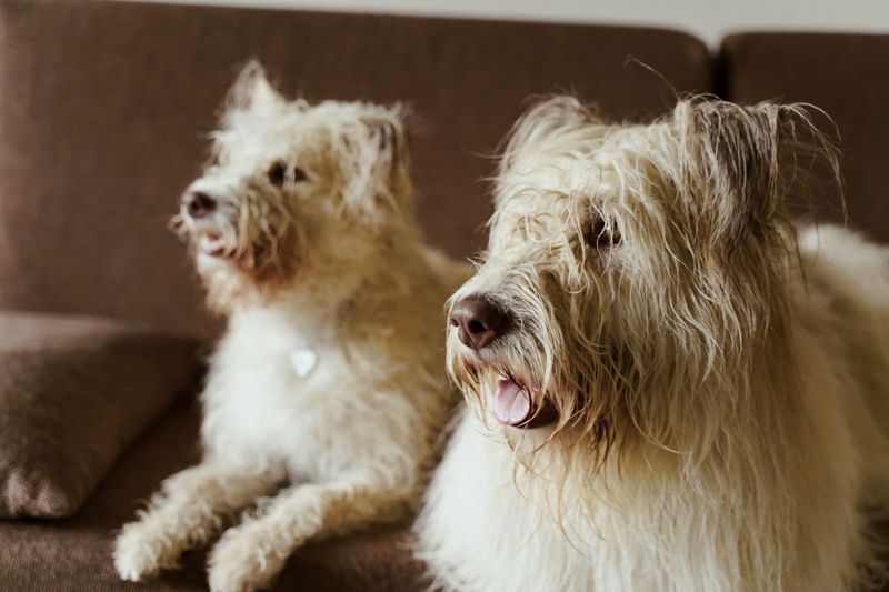 Treat Every Dog on the Same Schedule