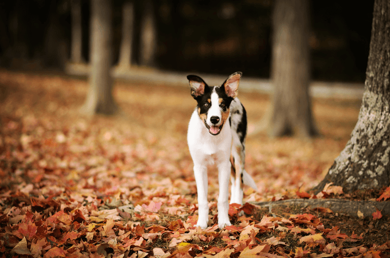 Year-Round Prevention Removes Seasonal Guesswork