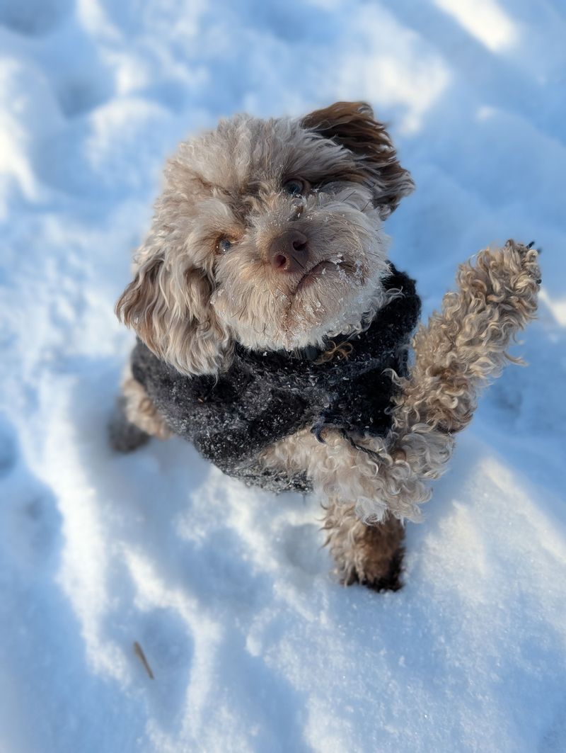 Watch For Signs Your Dog Is Too Cold