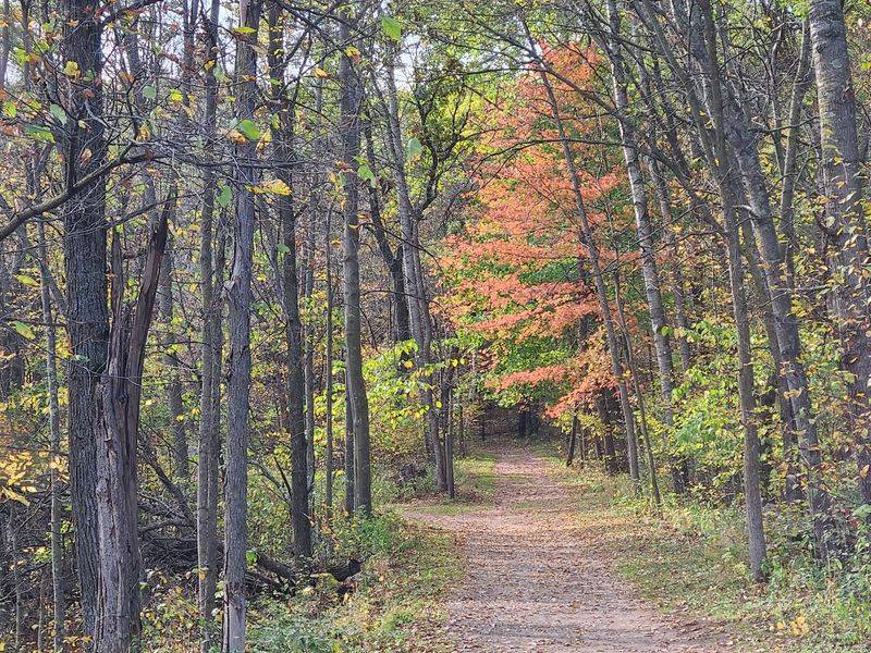 Wild River State Park: Amik's Pond Trail