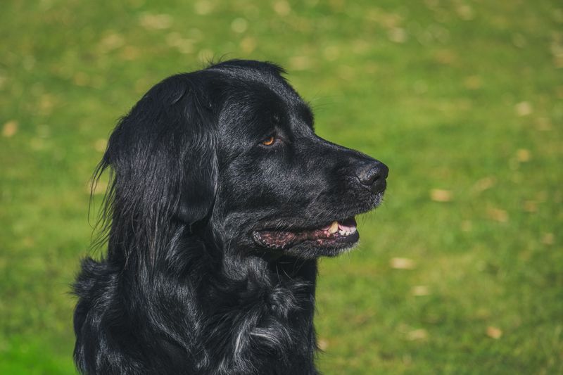 Flat-Coated Retriever: Forever Young