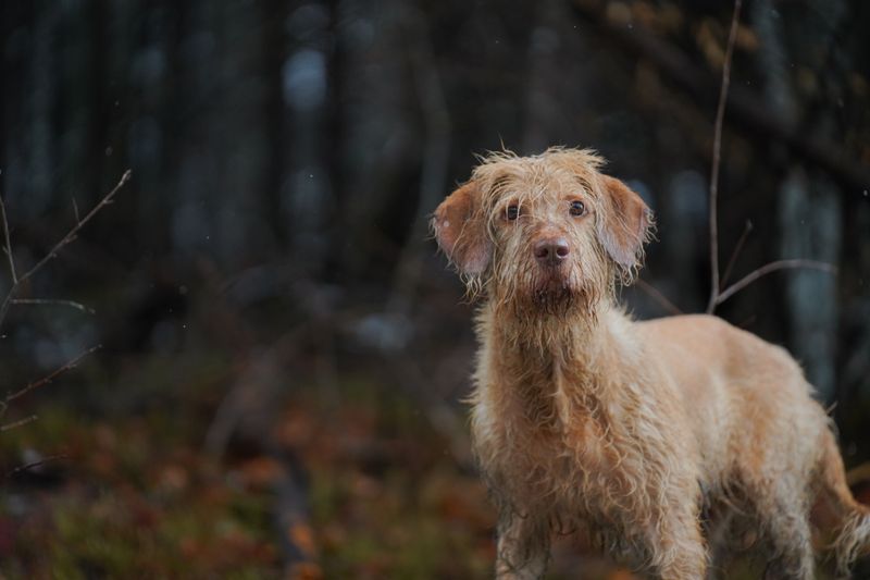 Pudelpointer: Calm Mind, Wiry Coat