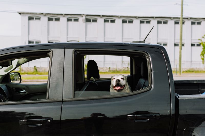 What Should I Know About Leaving My Dog in a Parked Car?