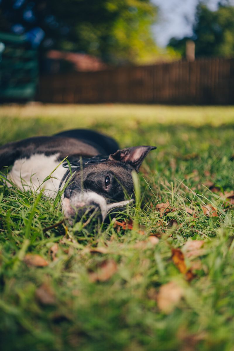 Can Mosquitoes Around My Yard Increase My Dog’s Risk?