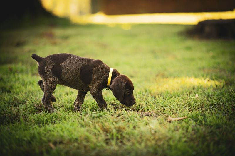 Watch For The First Signs Your Puppy Needs To Go