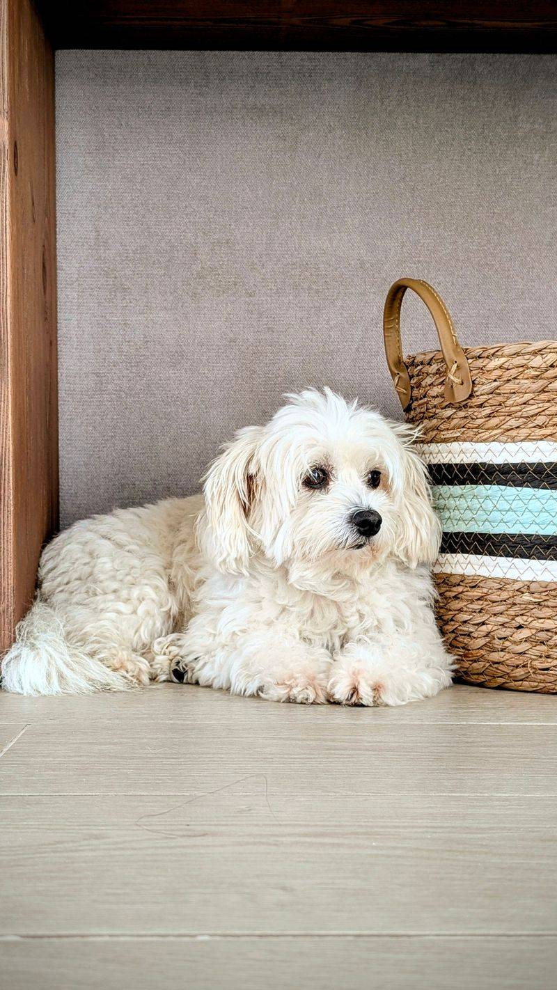 Make Room For A Small Dog Gear Basket