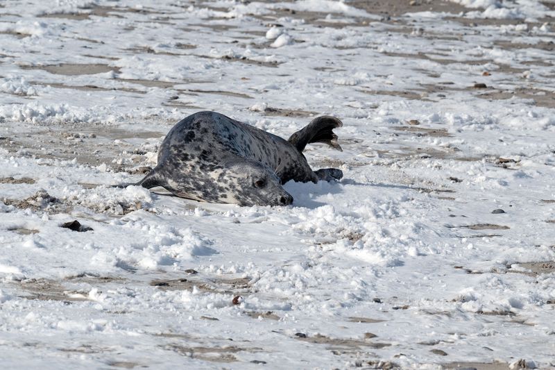 Plan Shore Walks Around Seasonal Seal Sightings