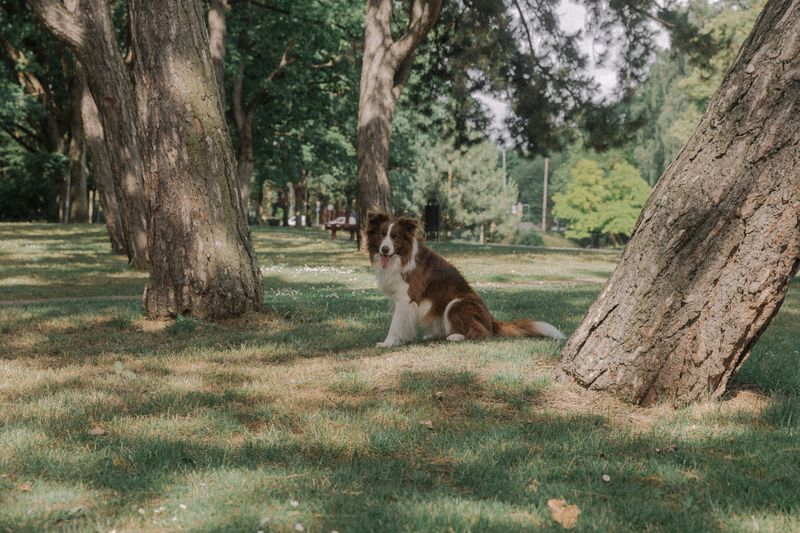 Choose Shaded Rest Stops