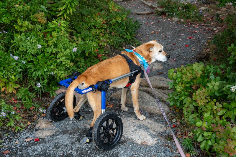 Watch for Changes in Your Dog's Walking