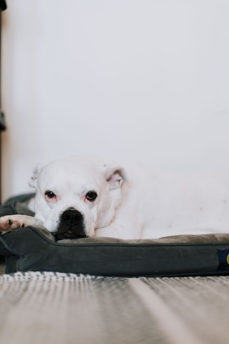 Give Your Dog a Dry, Comfortable Basement Resting Spot