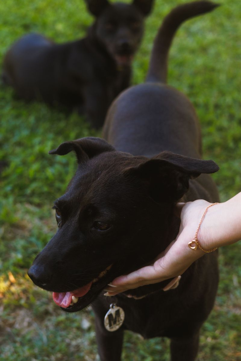 Check Every Dog Before June 1