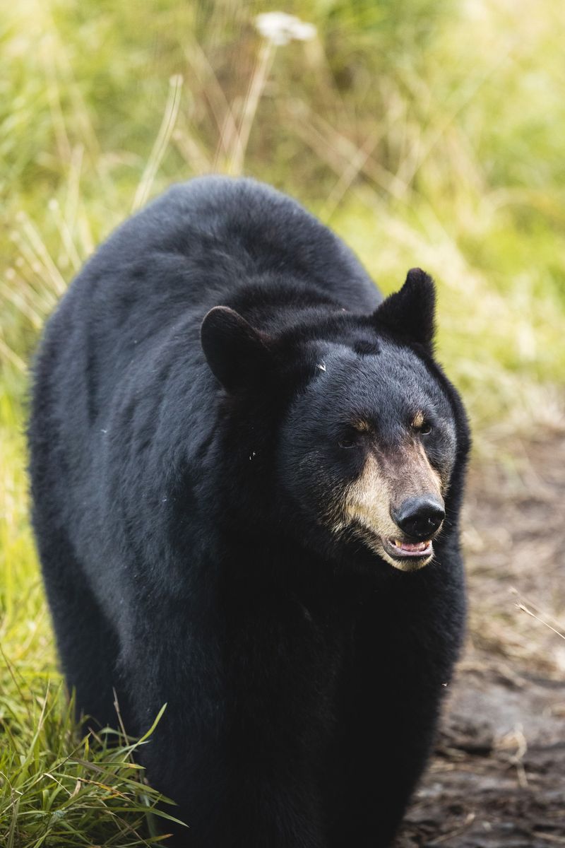 Understand New Jersey's Bear Country Precautions