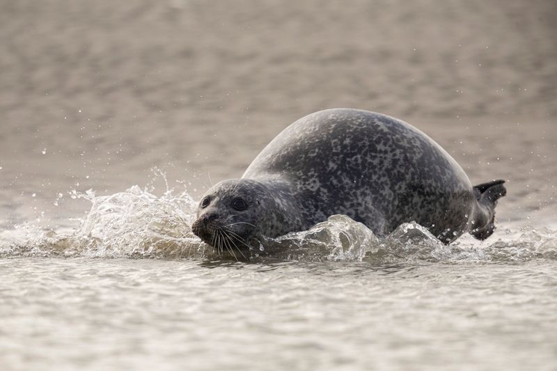Understand the Risks of Seal Bites